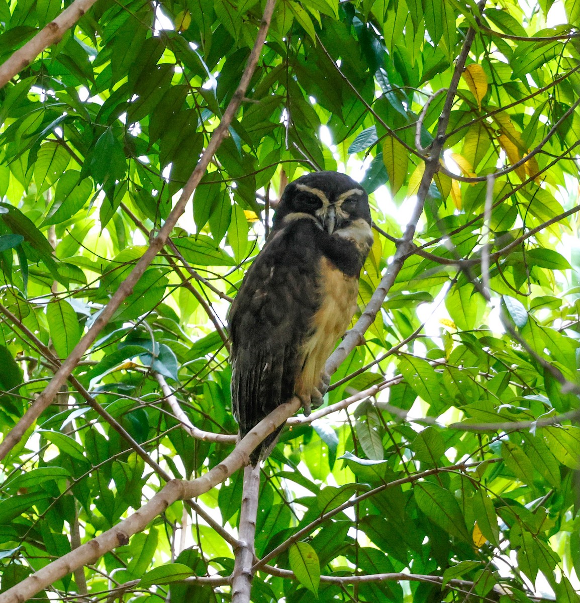 Spectacled Owl - ML620135745
