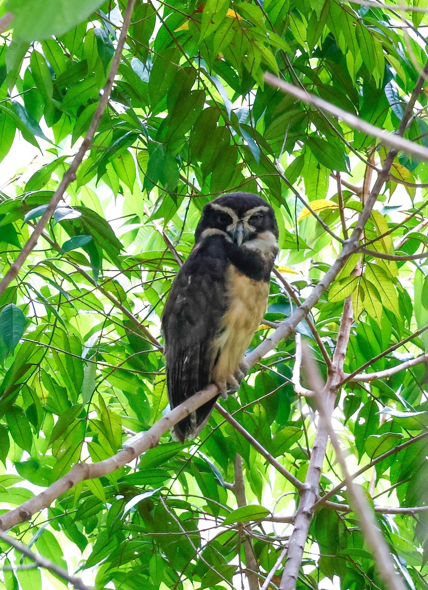 Spectacled Owl - ML620135746