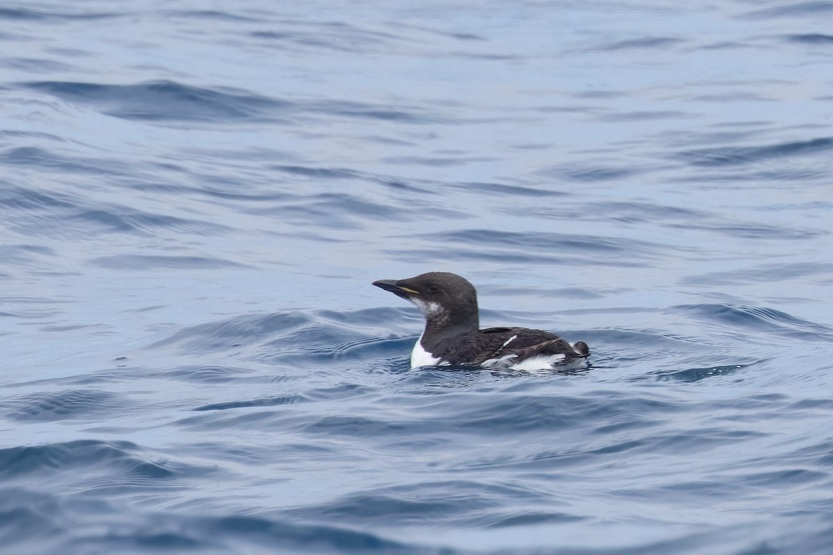 Thick-billed Murre - ML620135748