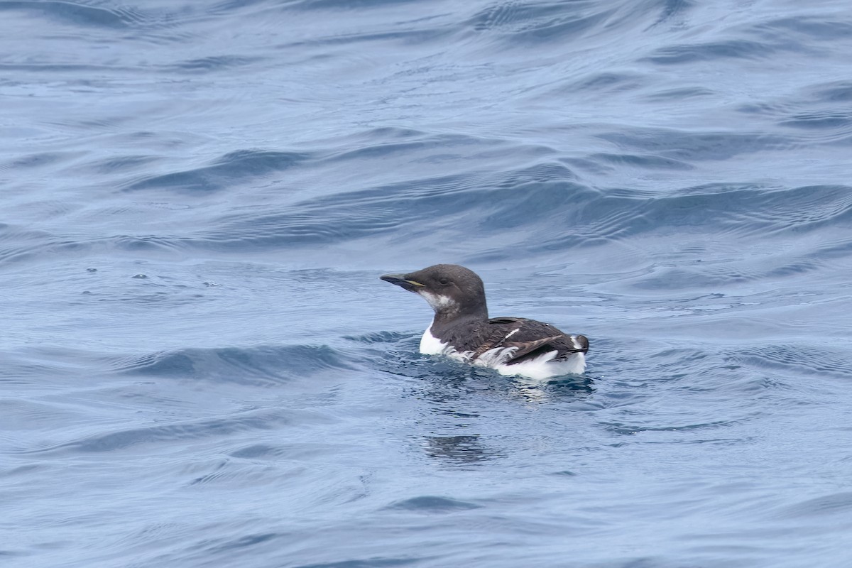 Thick-billed Murre - ML620135749
