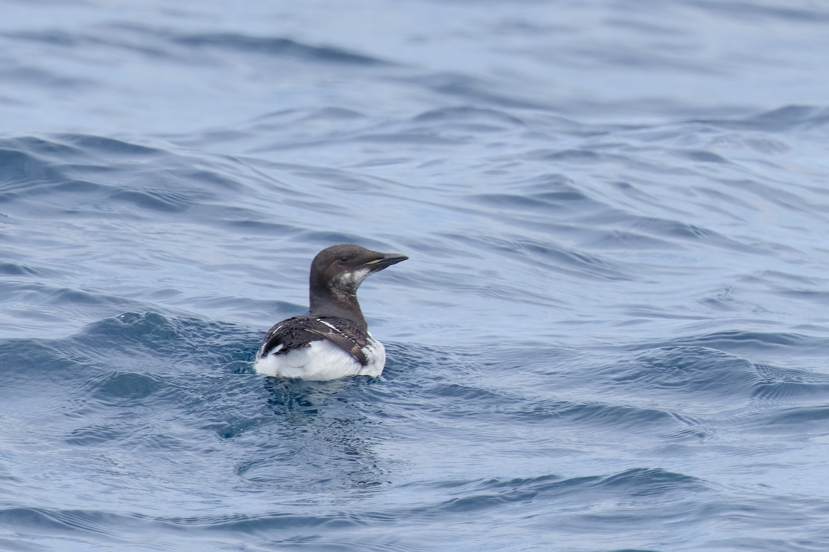 Thick-billed Murre - ML620135750
