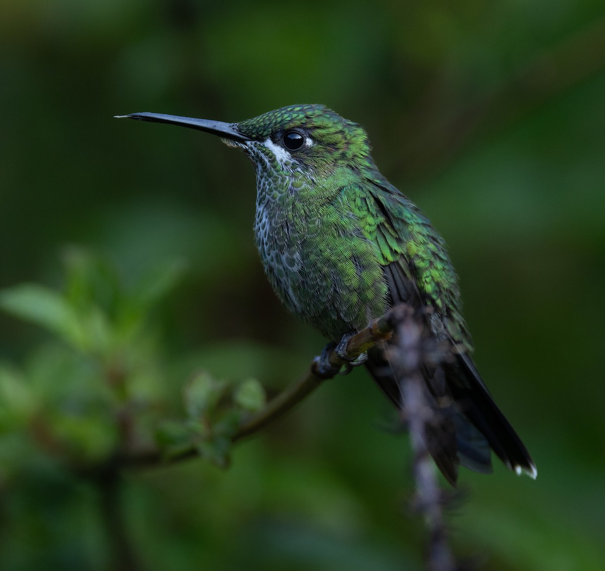 Green-crowned Brilliant - ML620135751