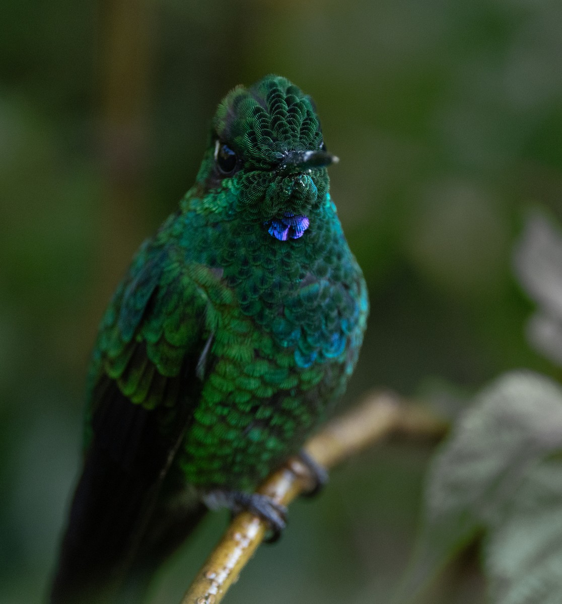 kolibřík subtropický - ML620135753