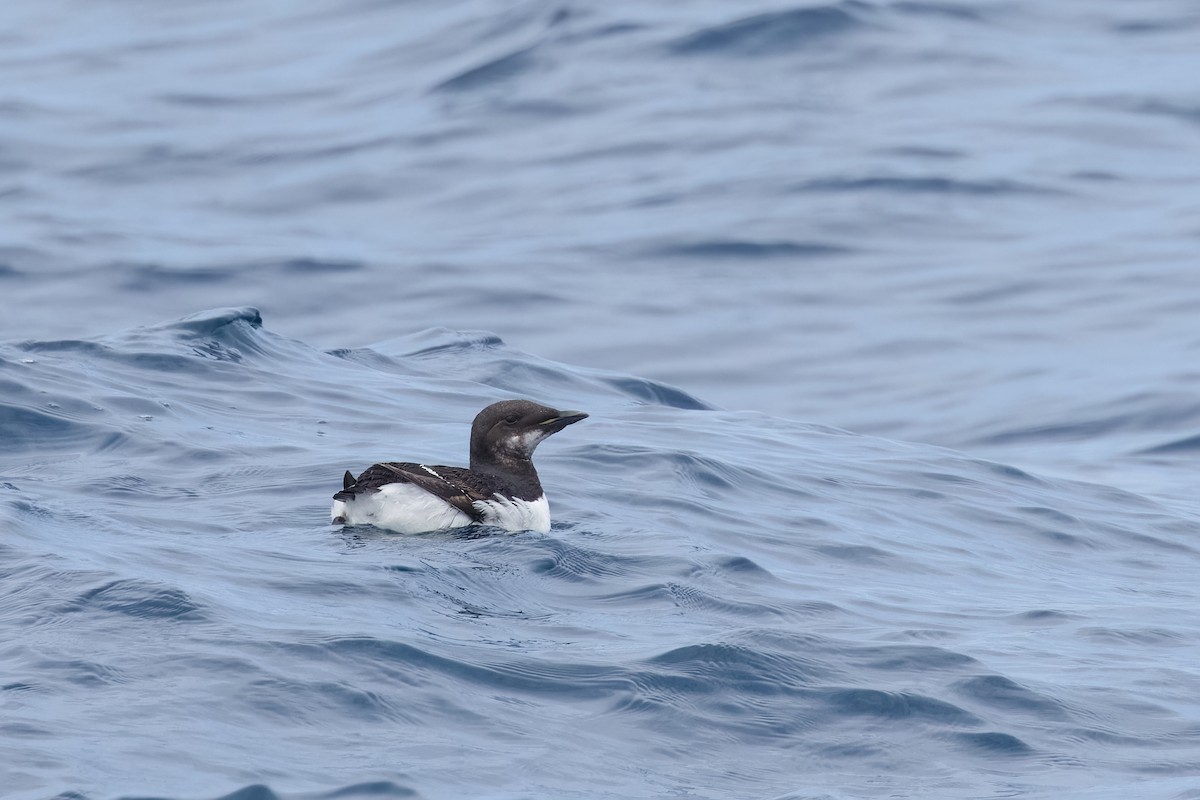 Thick-billed Murre - ML620135755