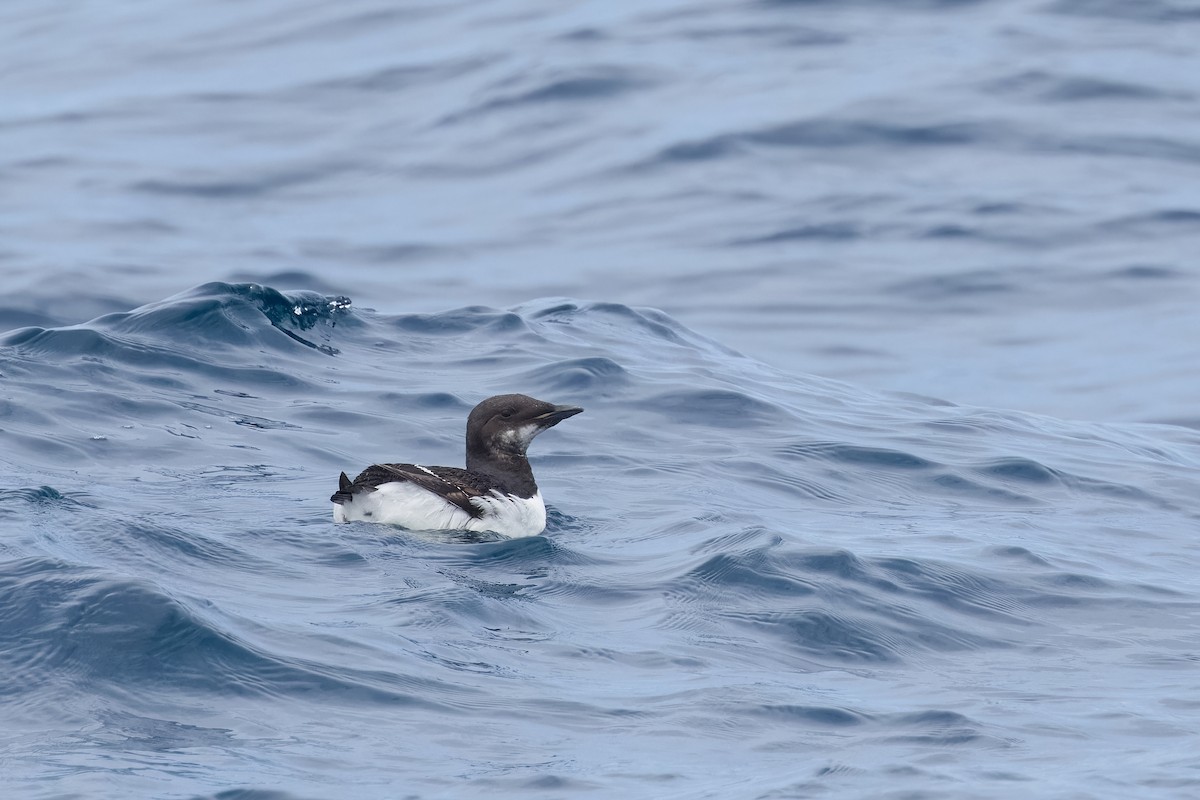 Thick-billed Murre - Ant Tab