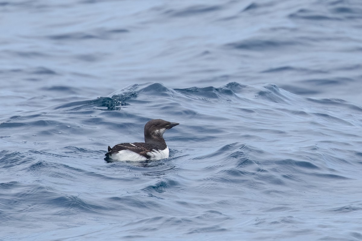 Thick-billed Murre - ML620135760