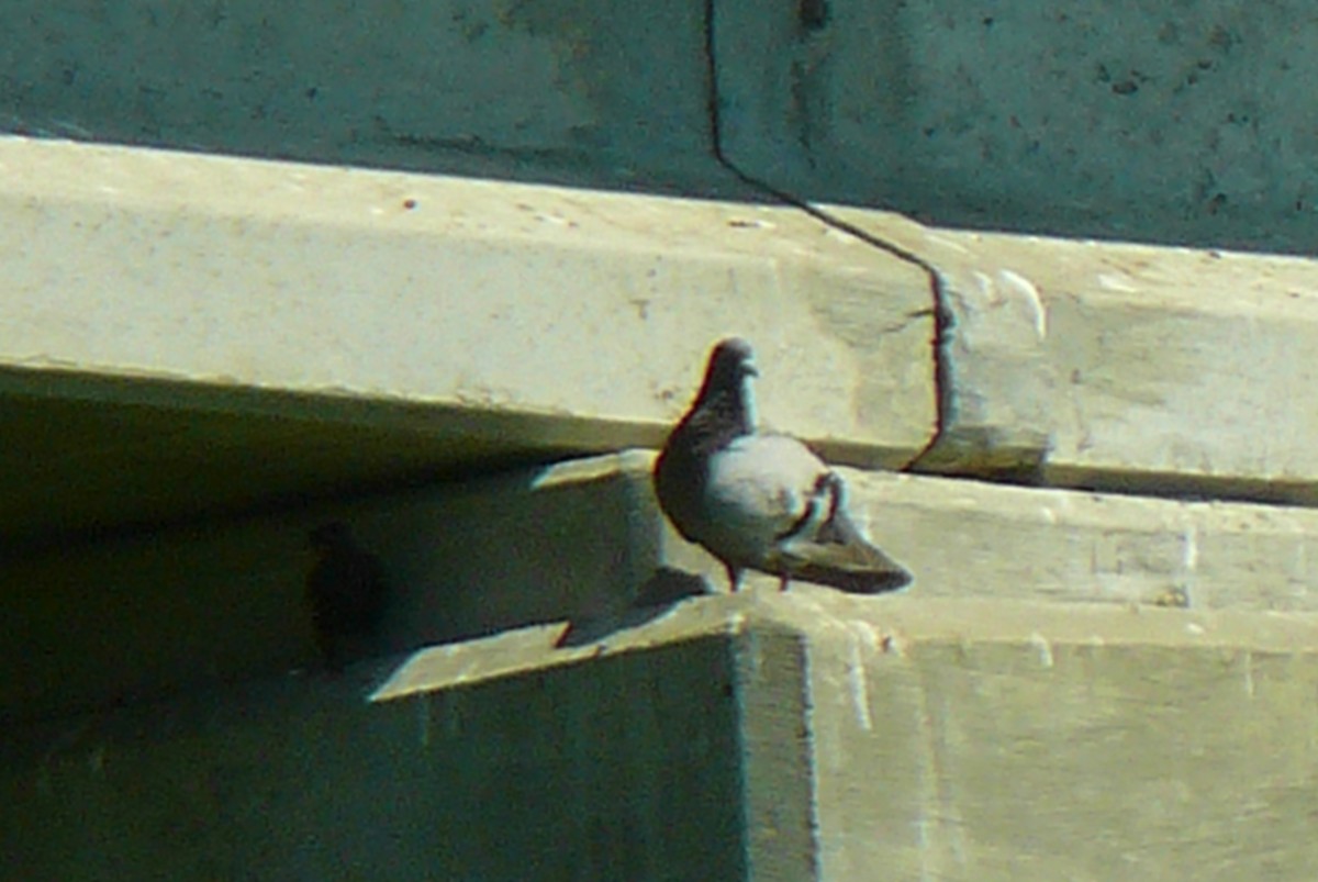 Rock Pigeon (Feral Pigeon) - ML620135761