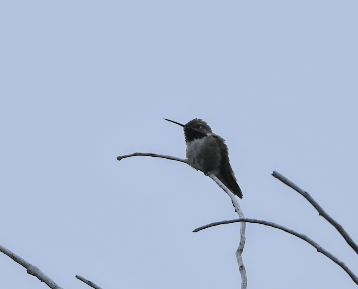 Broad-tailed Hummingbird - ML620135765