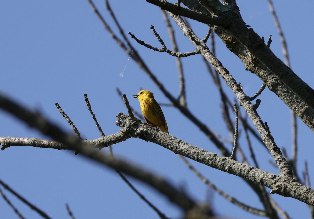 Yellow Warbler - ML620135767