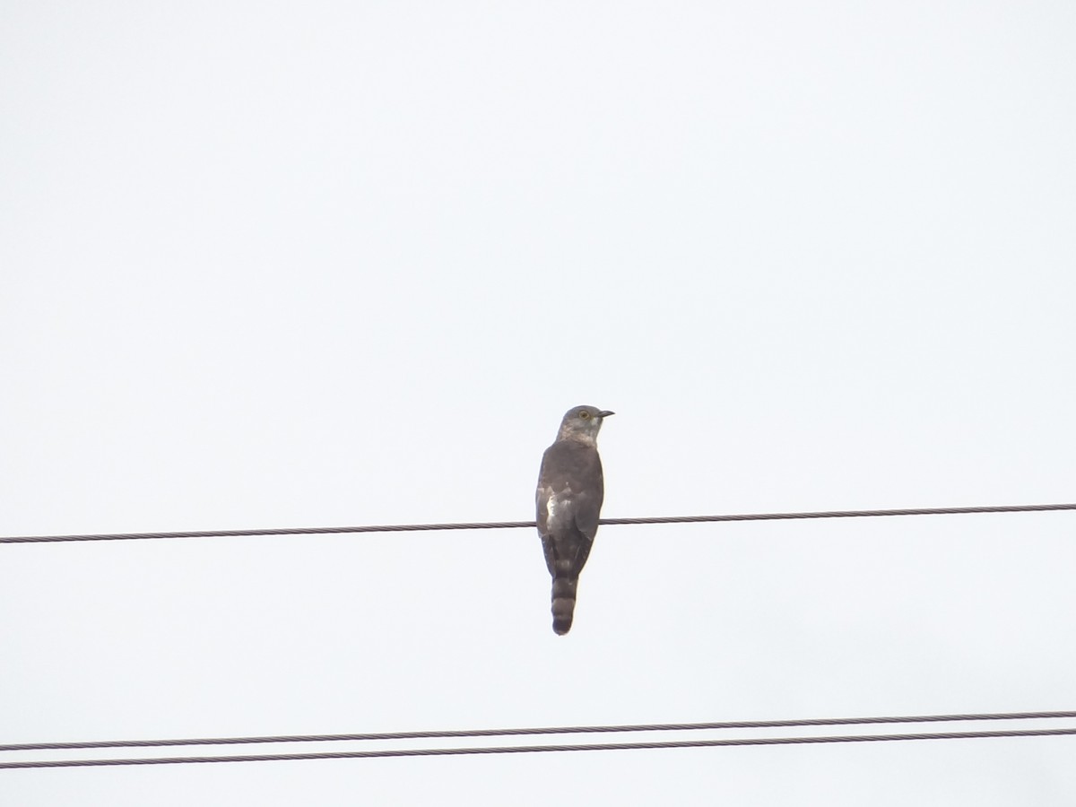 Common Hawk-Cuckoo - ML620135769