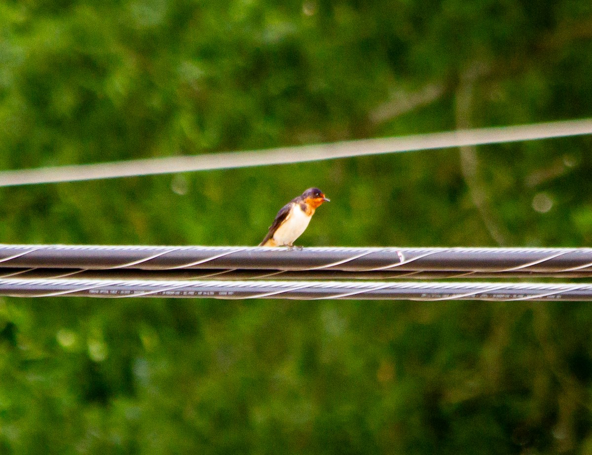 Barn Swallow - ML620135777