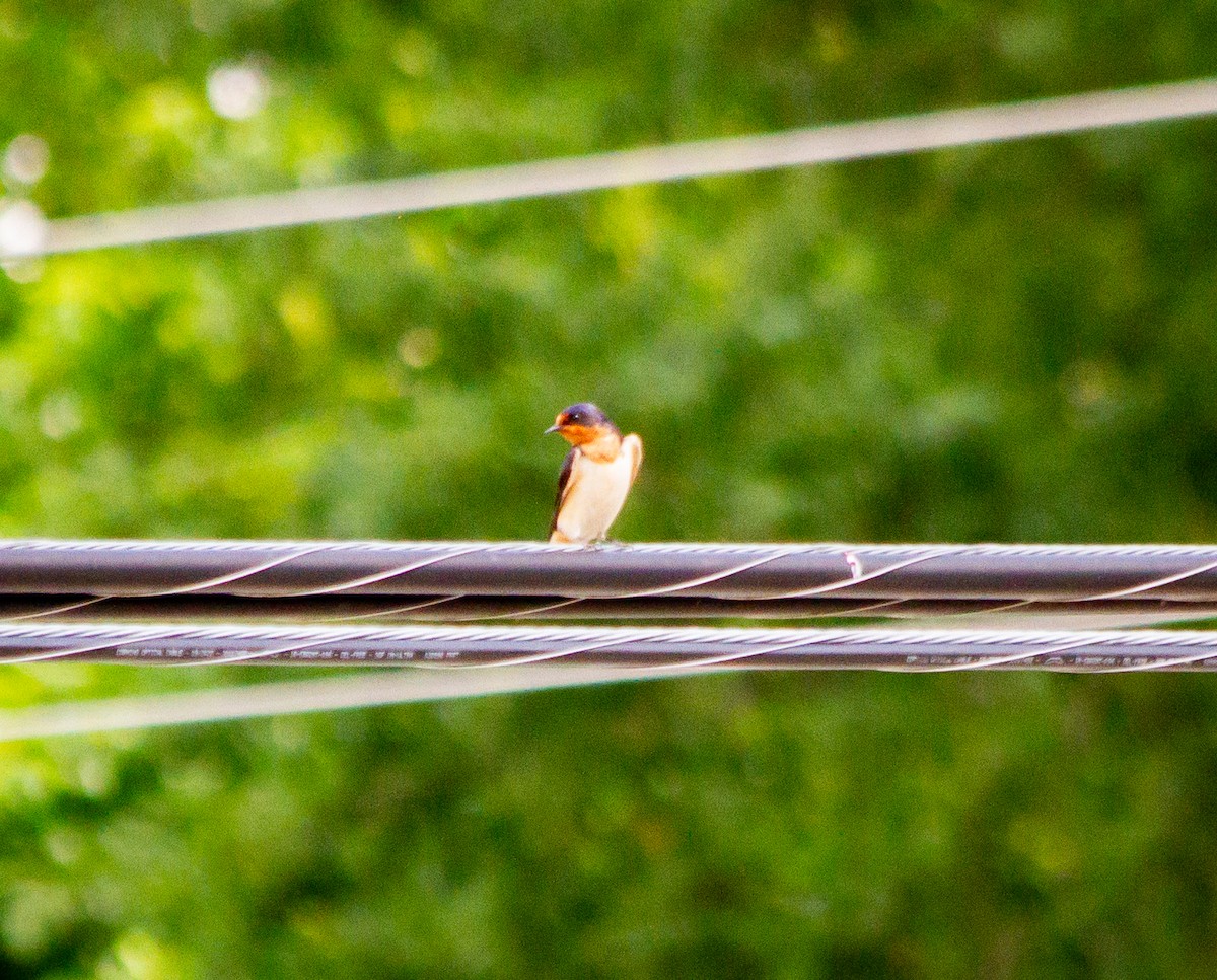 Barn Swallow - ML620135778