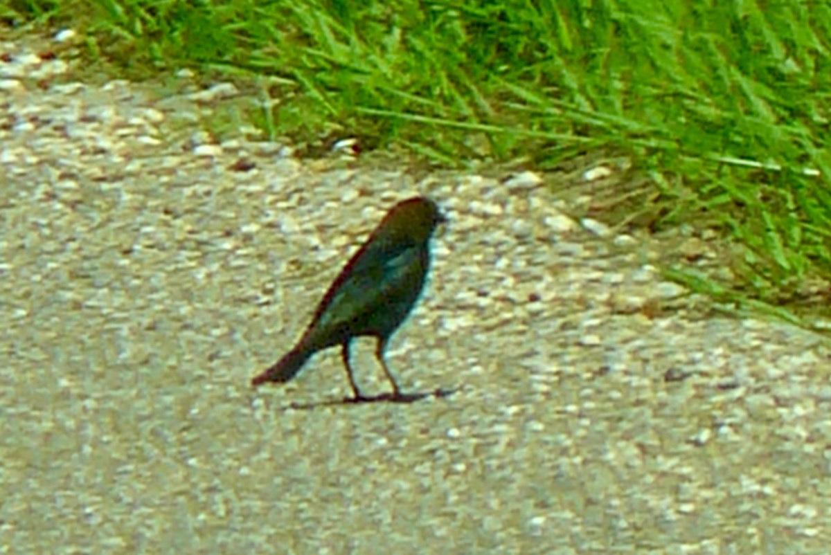 Brown-headed Cowbird - ML620135779