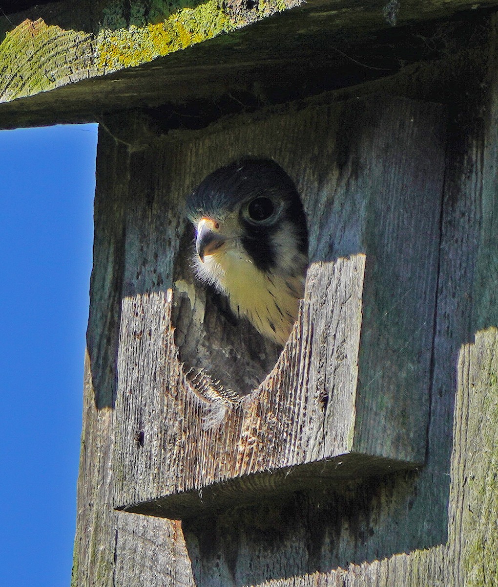 American Kestrel - ML620135782