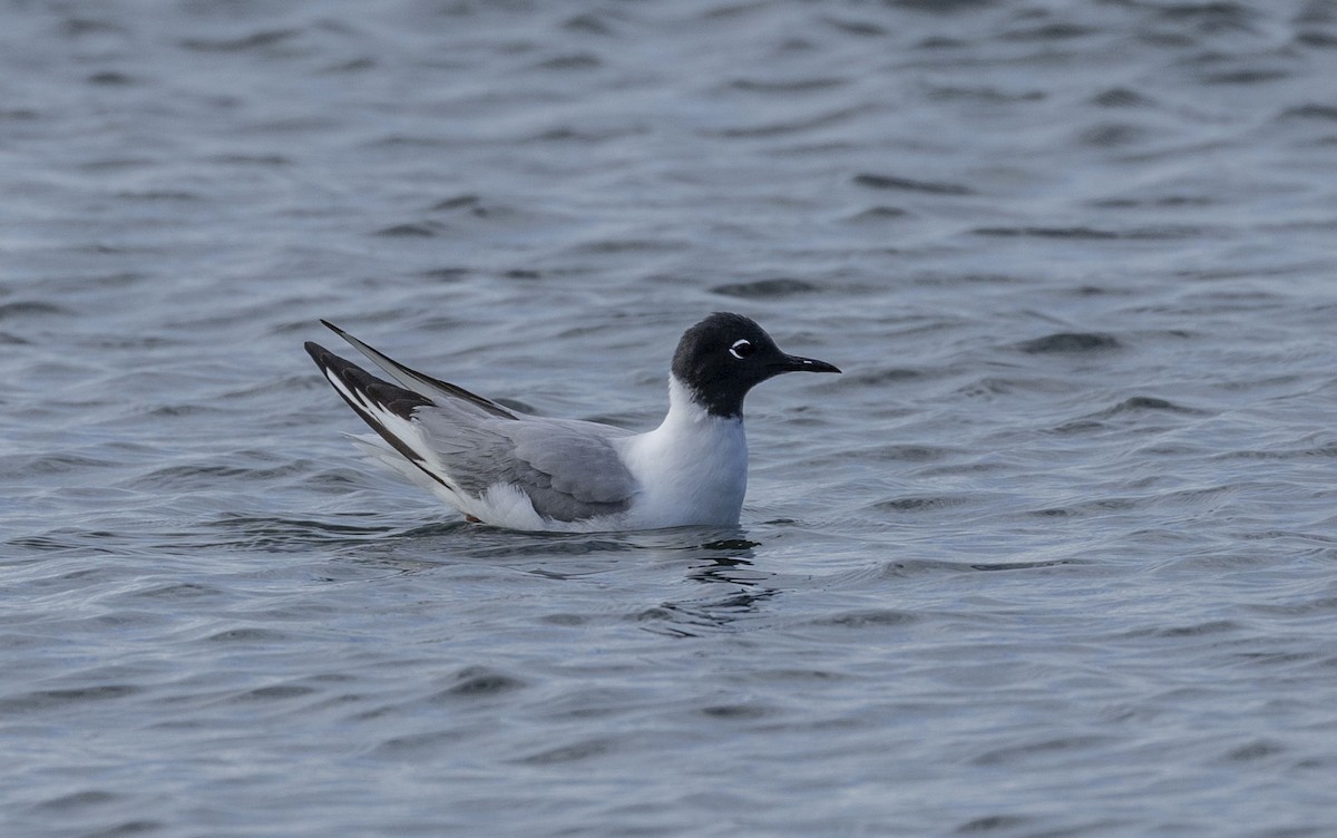 Bonaparte's Gull - ML620135791