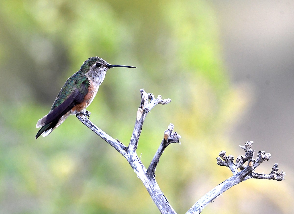 Broad-tailed Hummingbird - ML620135797