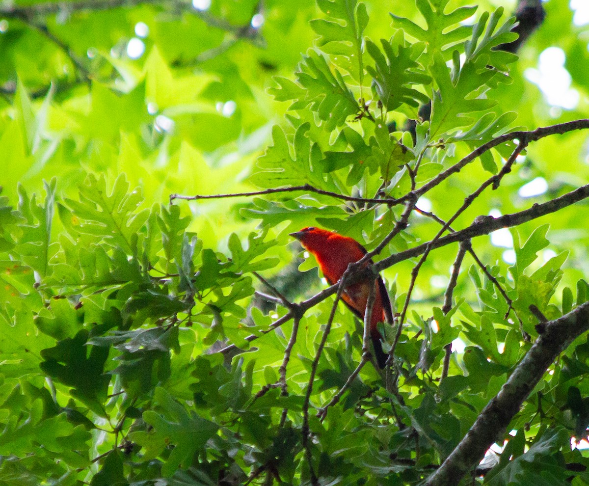 Scarlet Tanager - ML620135798