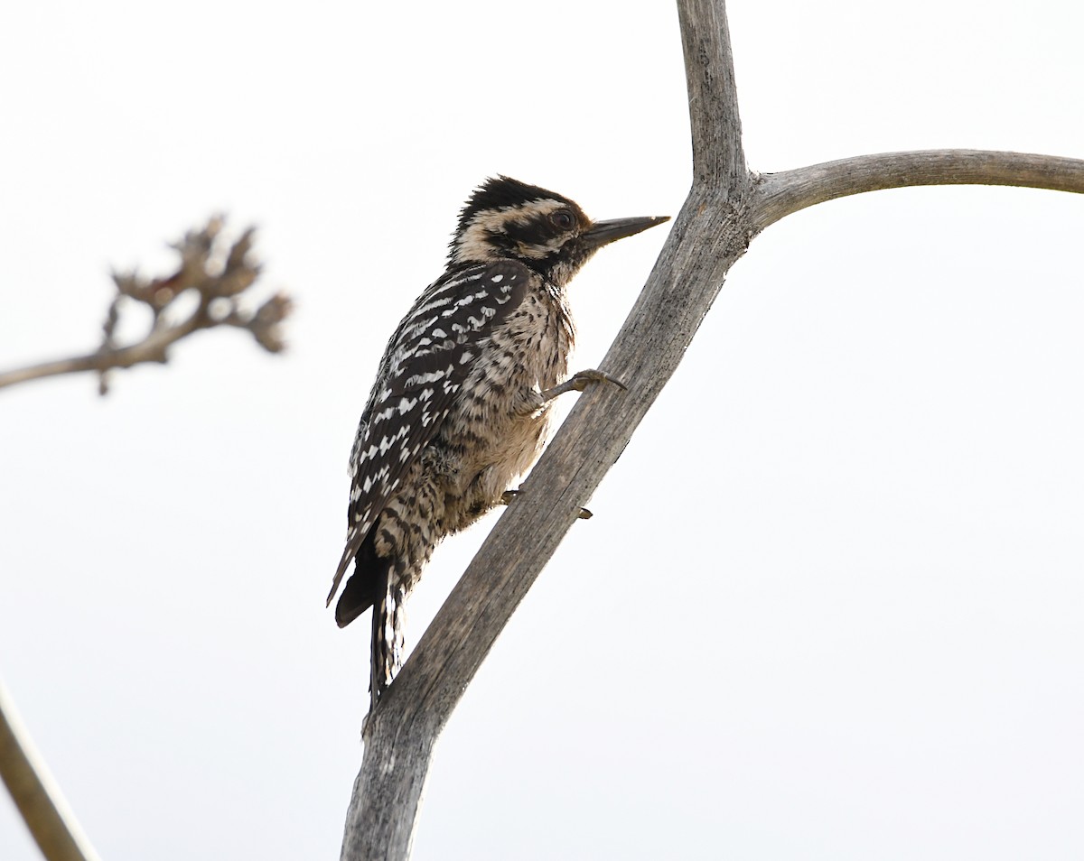 Ladder-backed Woodpecker - ML620135805