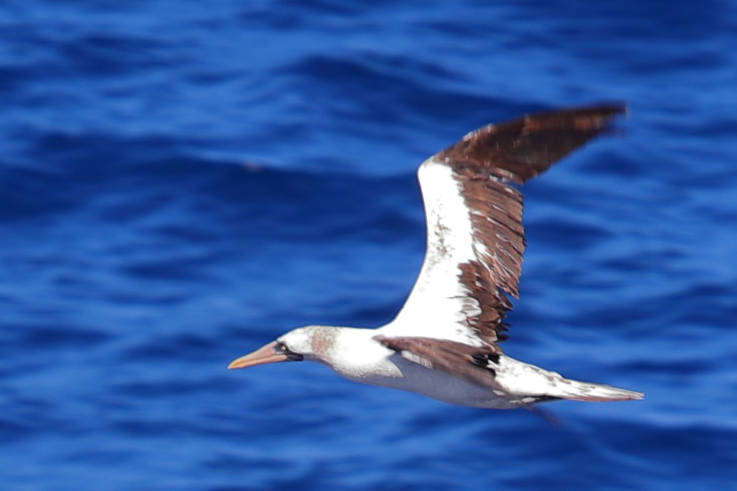 Nazca Booby - ML620135806