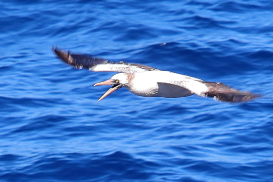 Nazca Booby - ML620135807