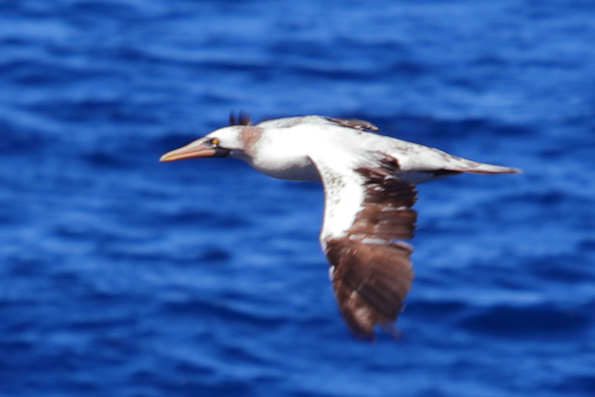 Nazca Booby - ML620135808