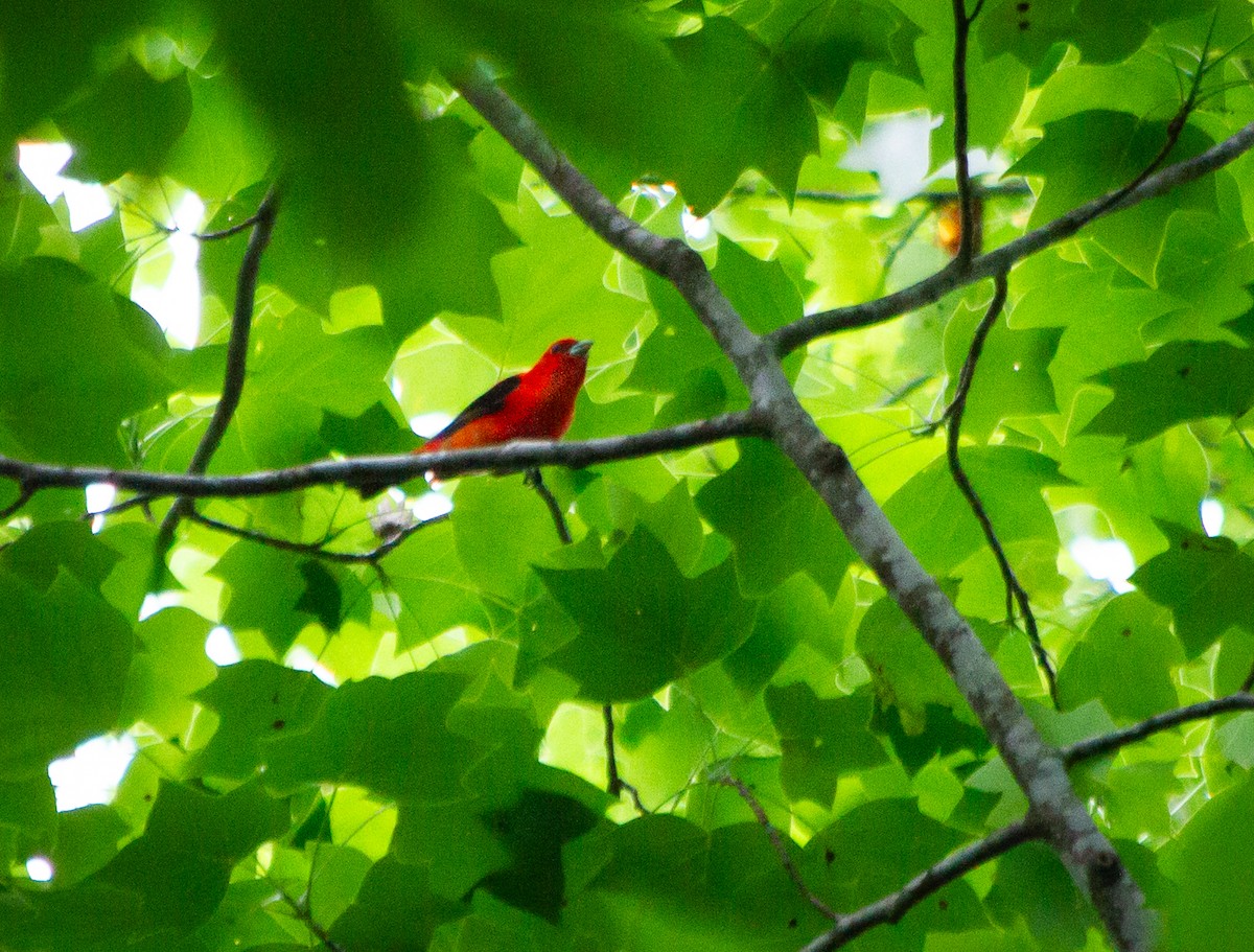 Scarlet Tanager - ML620135815