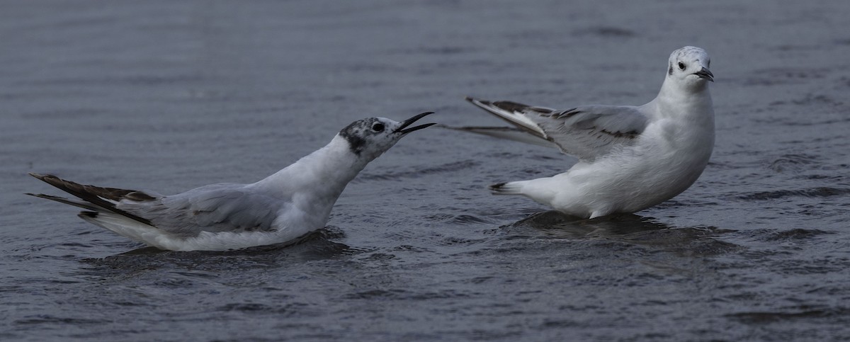 Bonaparte's Gull - ML620135820