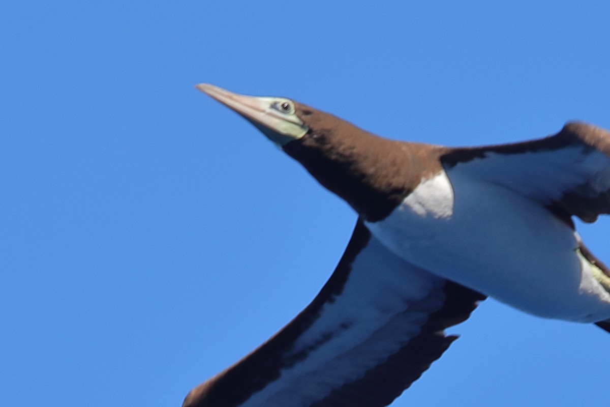 Brown Booby - ML620135821