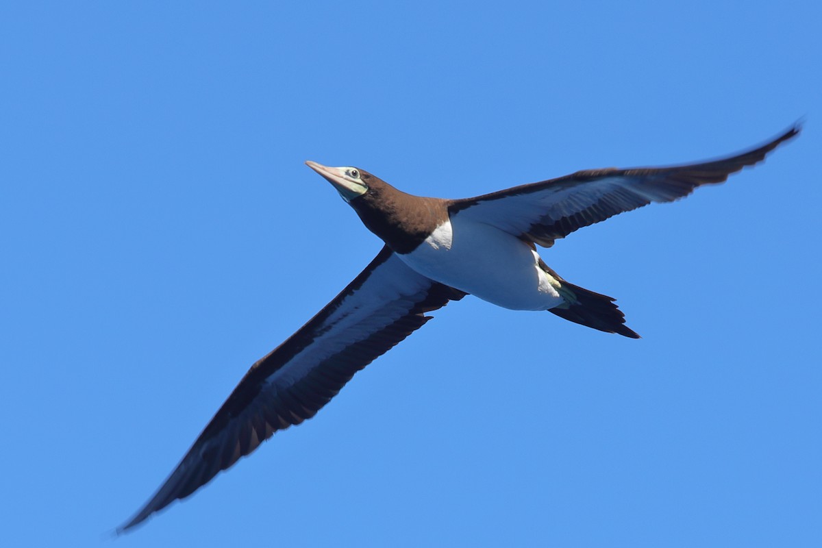 Brown Booby - Bert Frenz