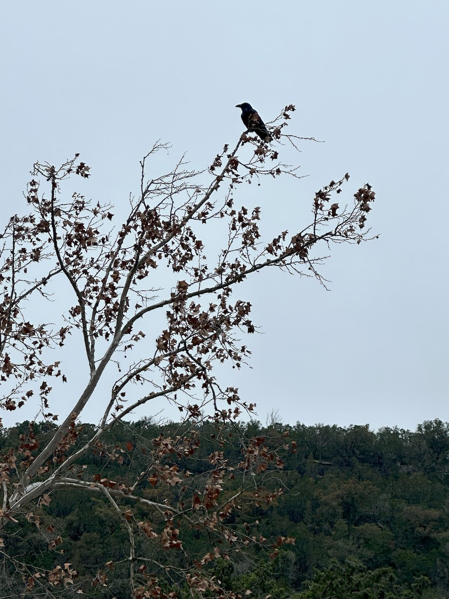 Common Raven - ML620135828