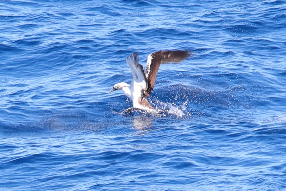 Masked Booby - ML620135834