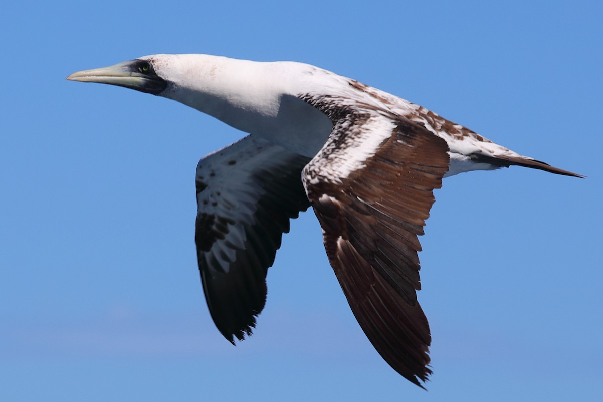 Masked Booby - ML620135836