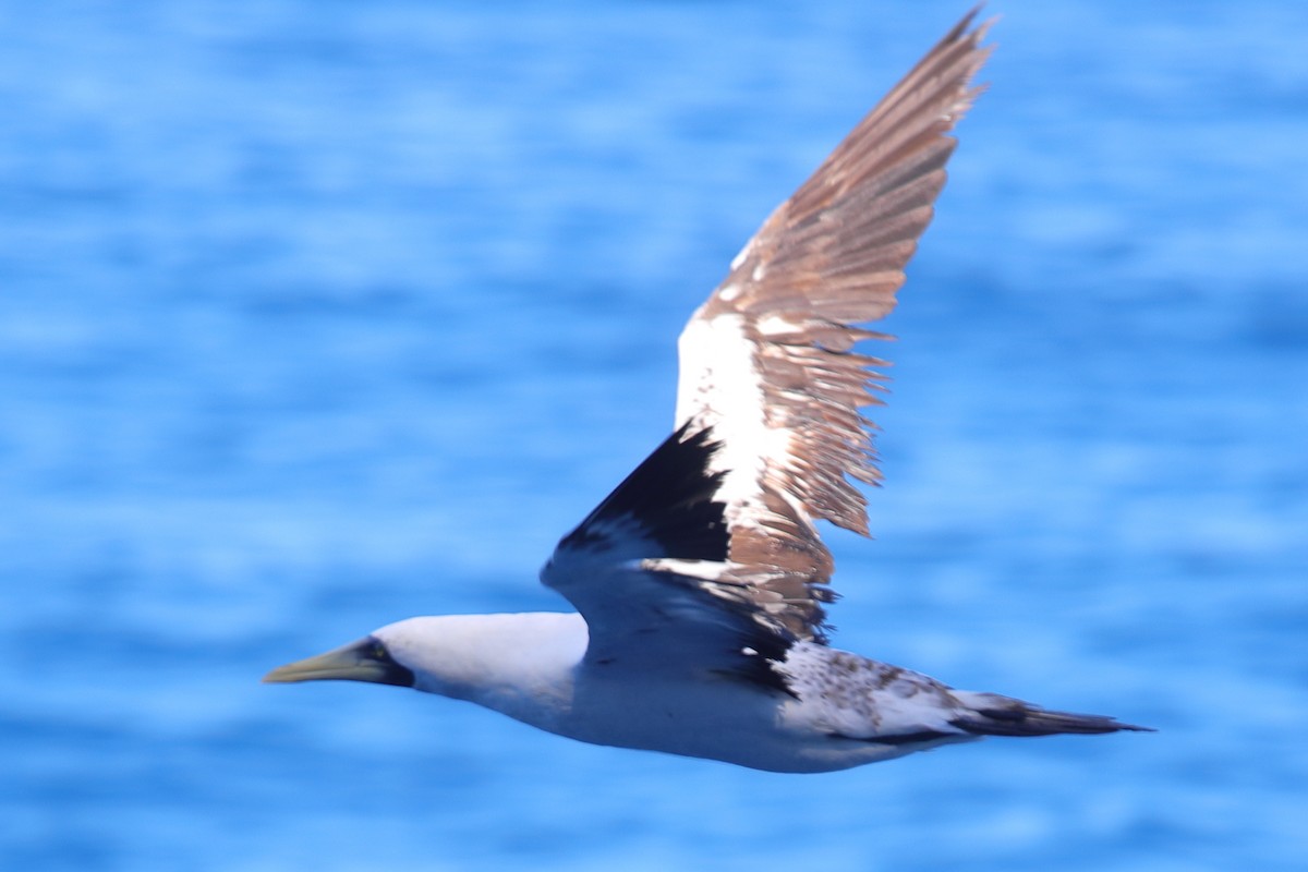 Masked Booby - ML620135837