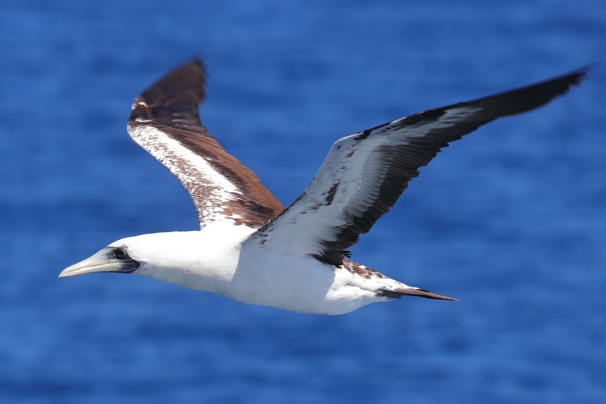Masked Booby - ML620135838