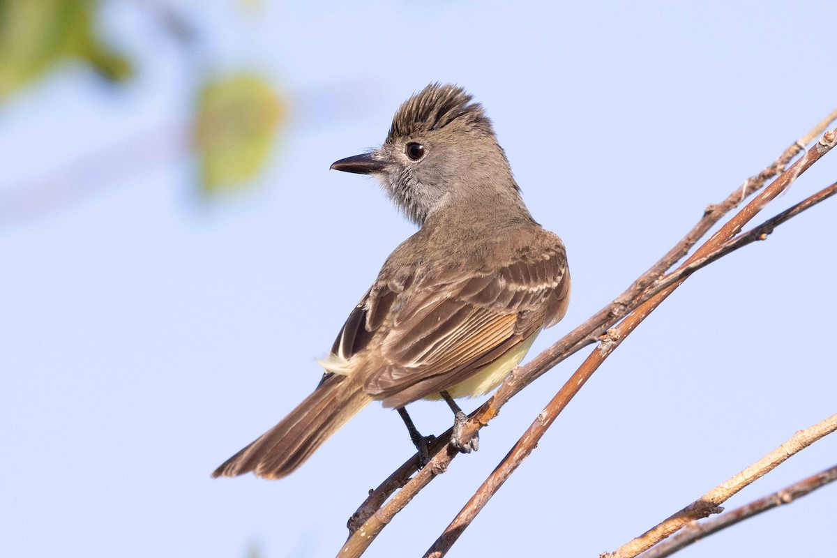 Great Crested Flycatcher - ML620135843