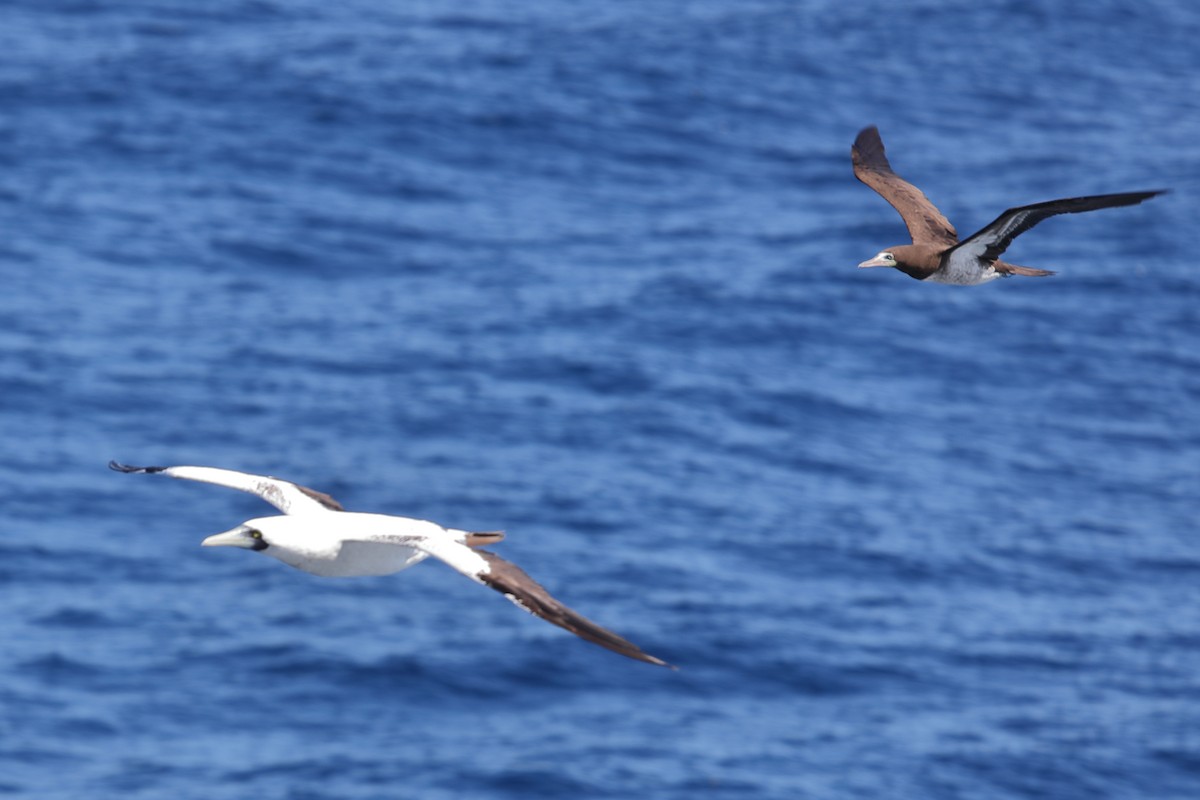 Brown Booby - ML620135847