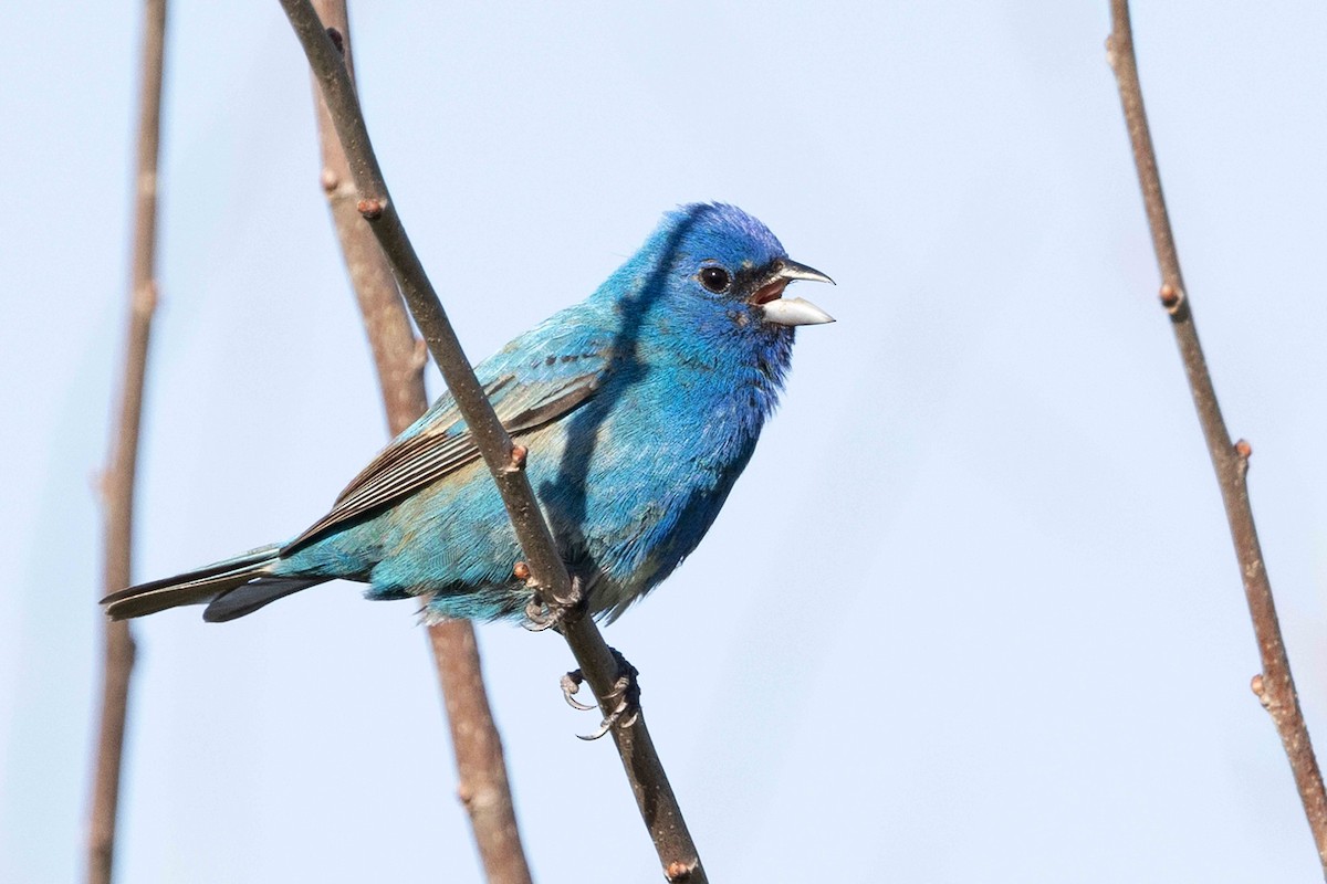 Passerin indigo - ML620135848