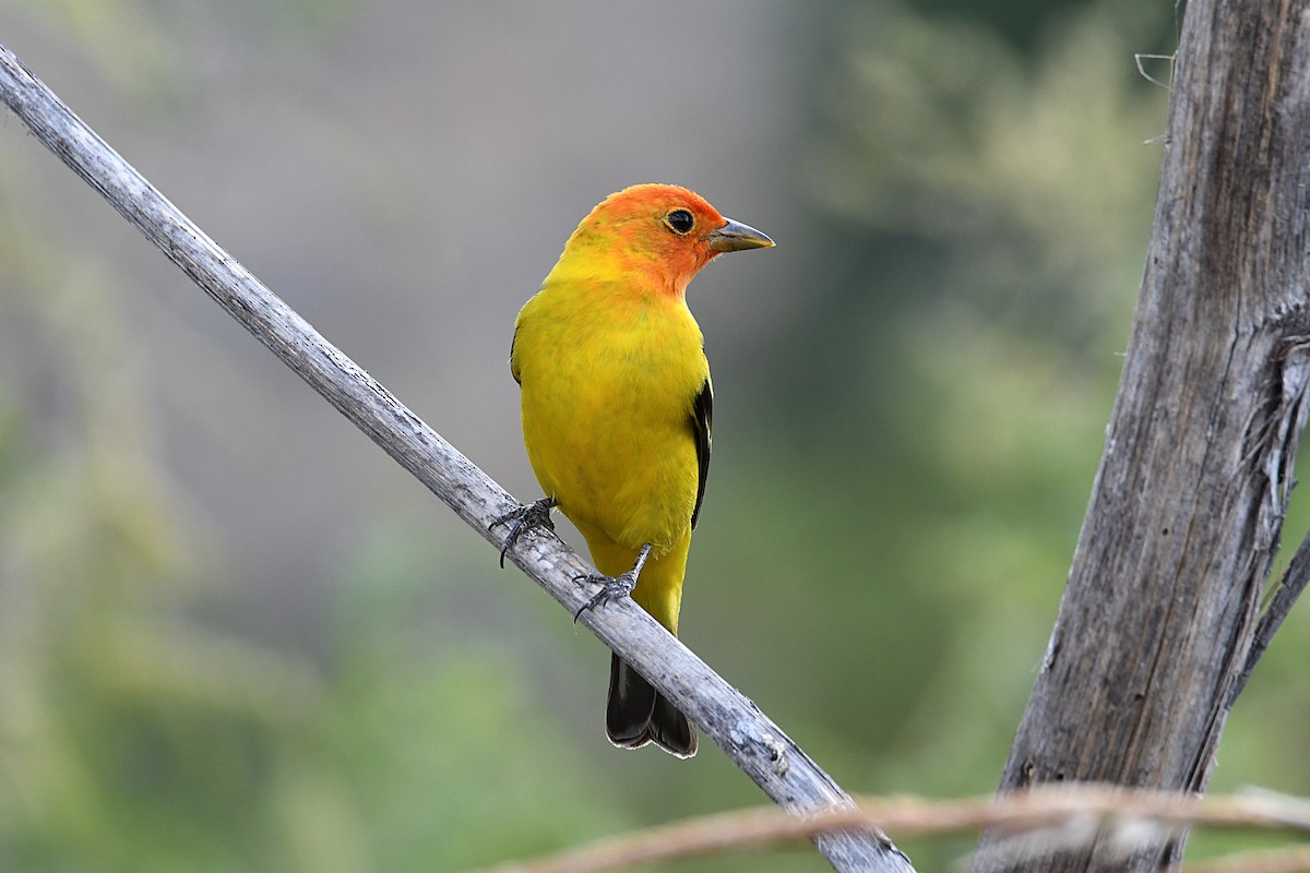 Western Tanager - ML620135850