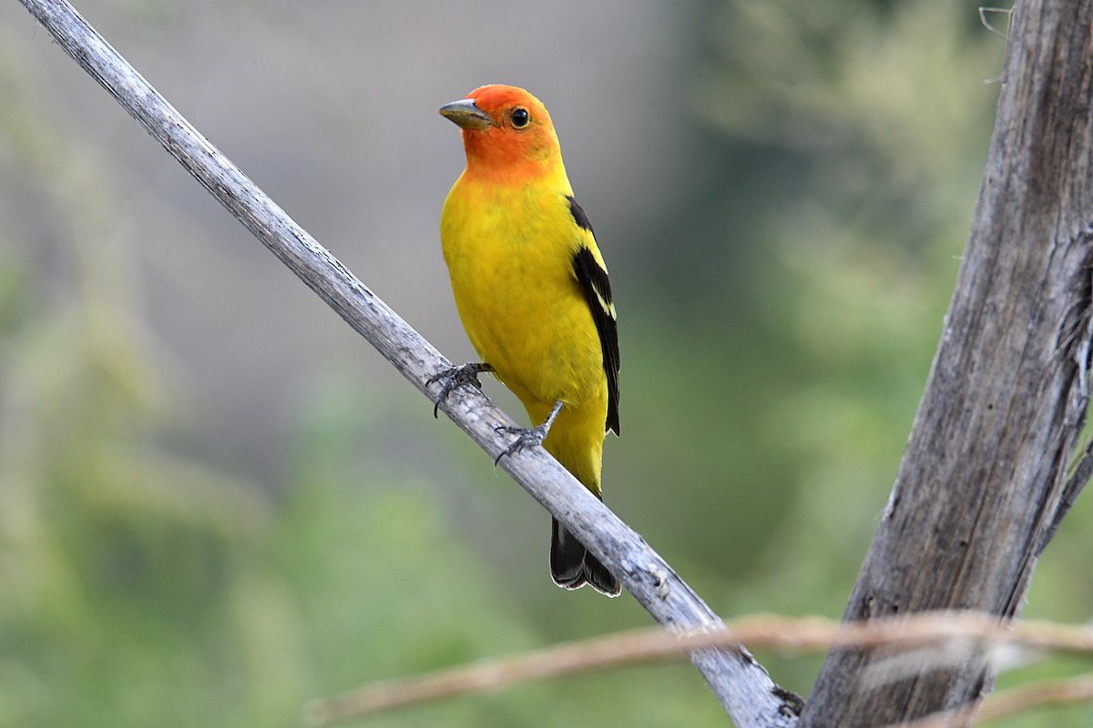 Western Tanager - ML620135851