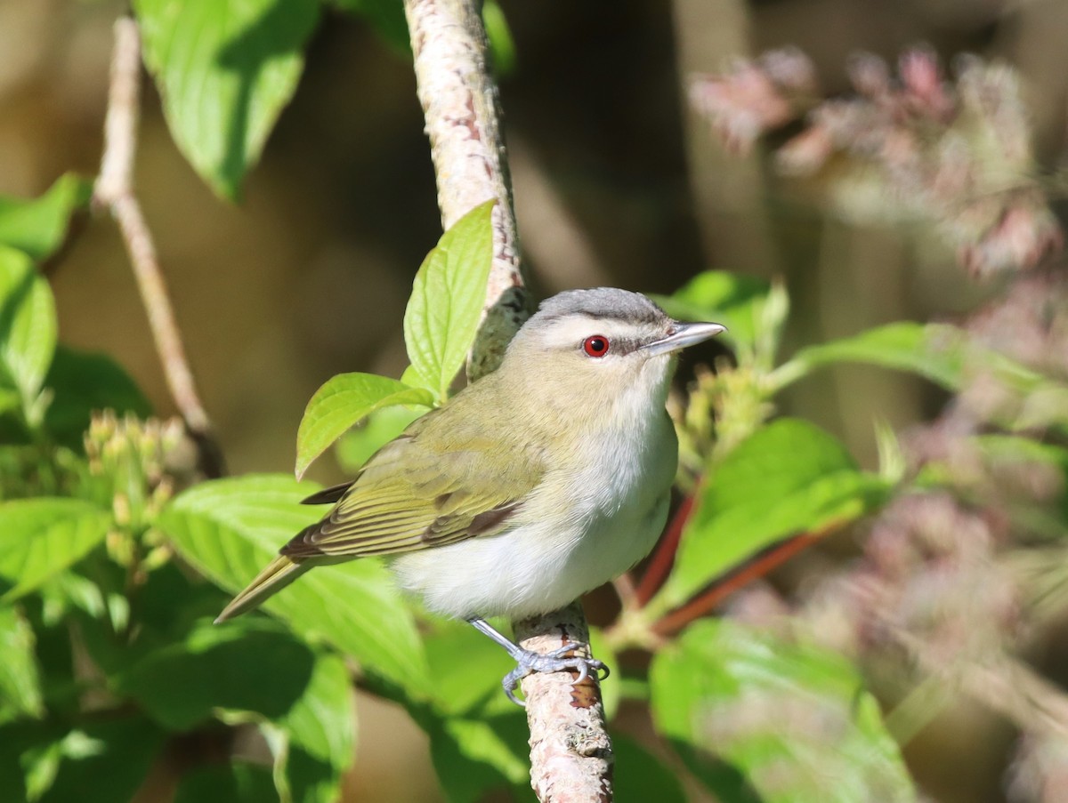 Vireo Ojirrojo - ML620135852