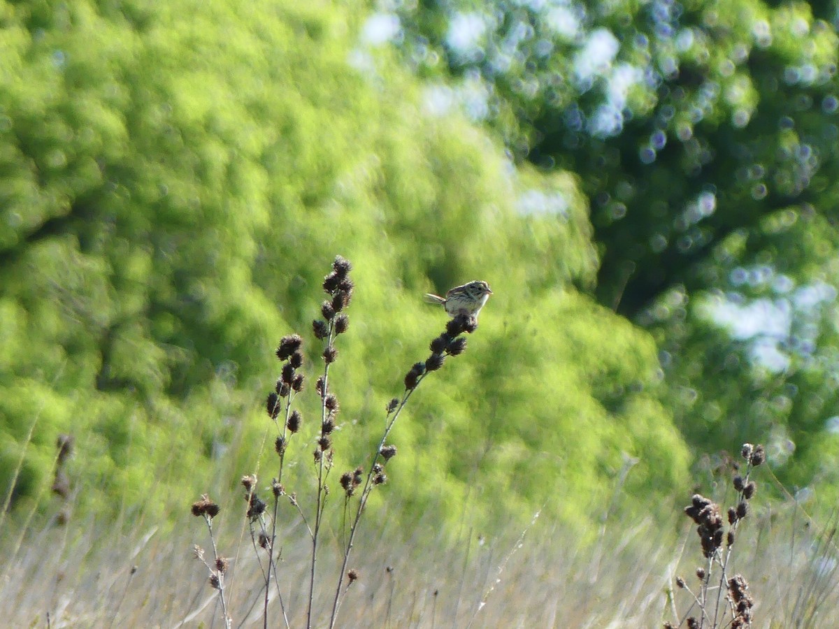 Henslow's Sparrow - ML620135858