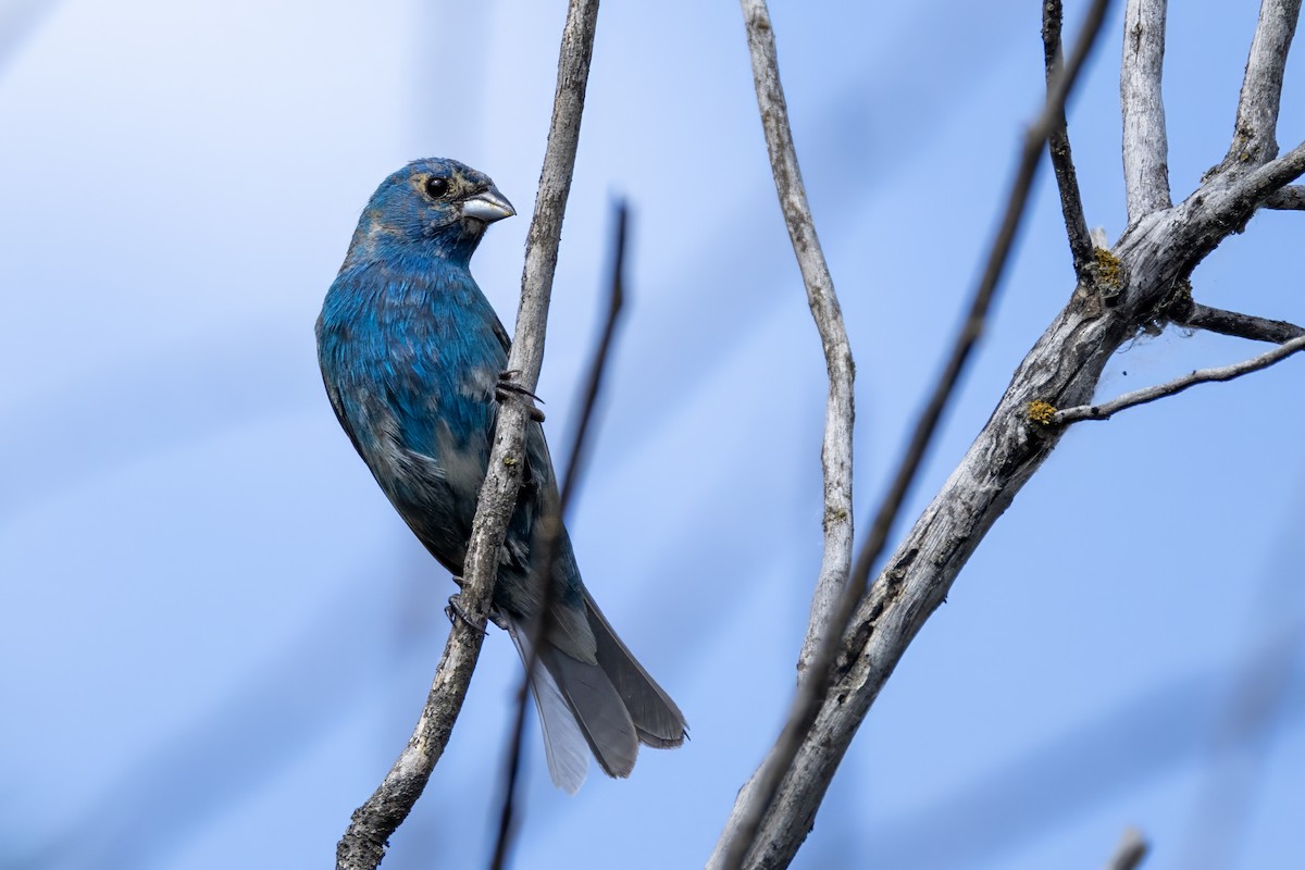 Indigo Bunting - ML620135864