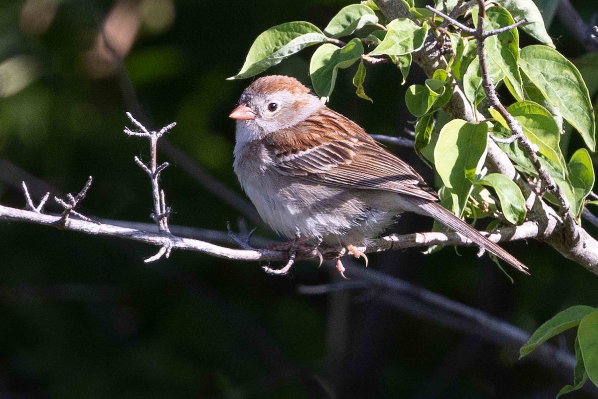 Field Sparrow - ML620135867