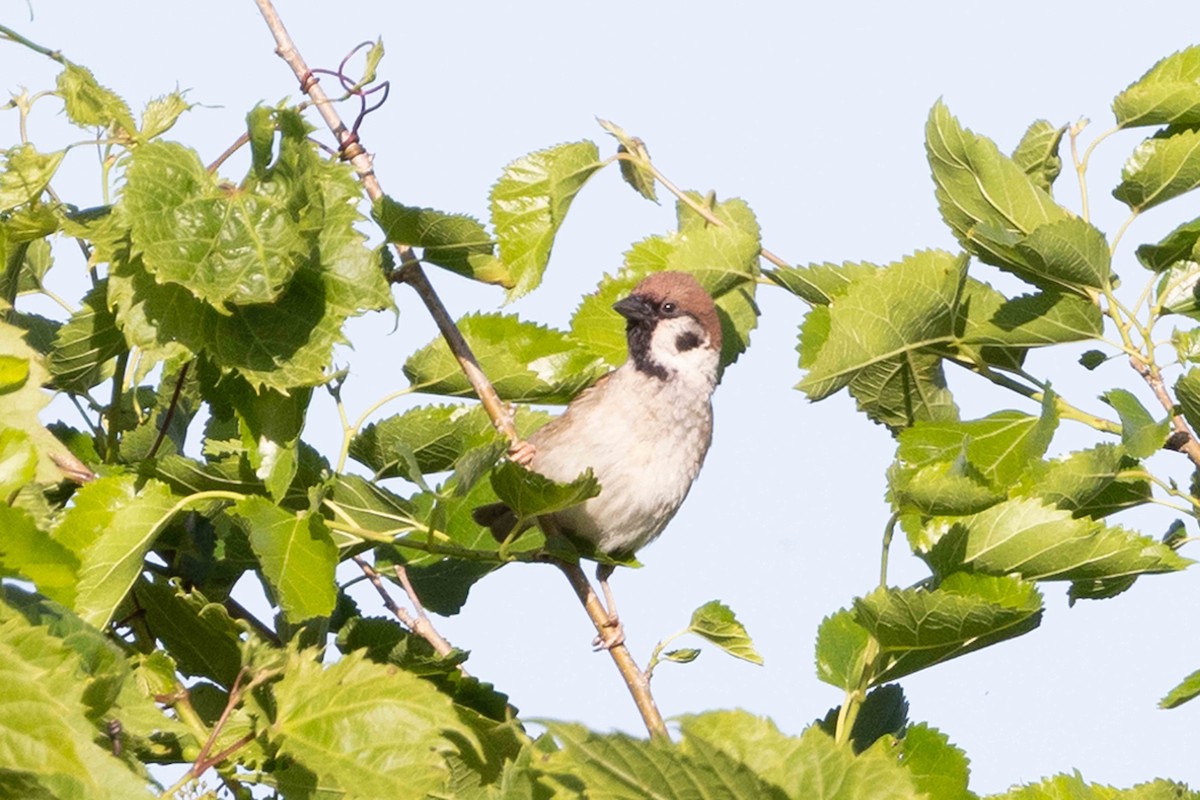 Eurasian Tree Sparrow - ML620135869