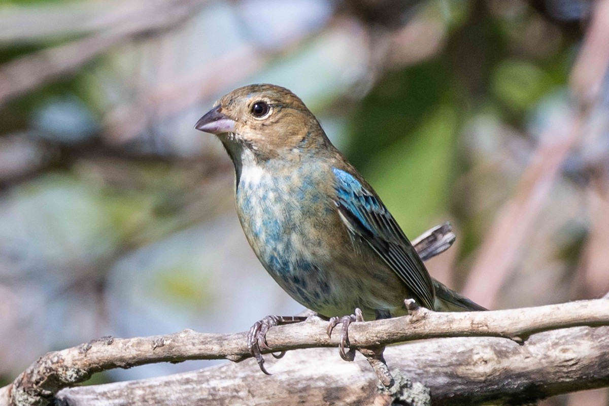 Indigo Bunting - ML620135871