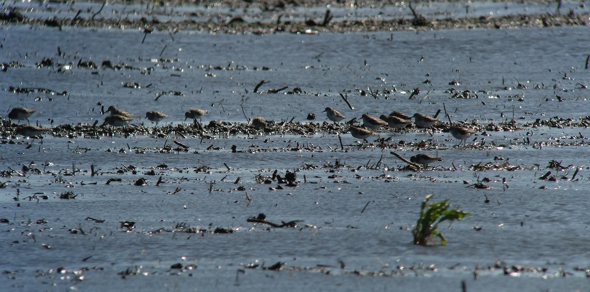 Calidris sp. (peep sp.) - ML620135878