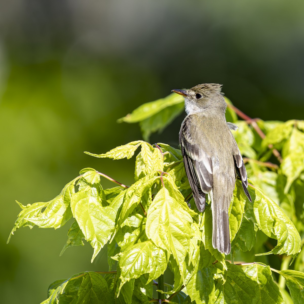 Willow Flycatcher - ML620135882