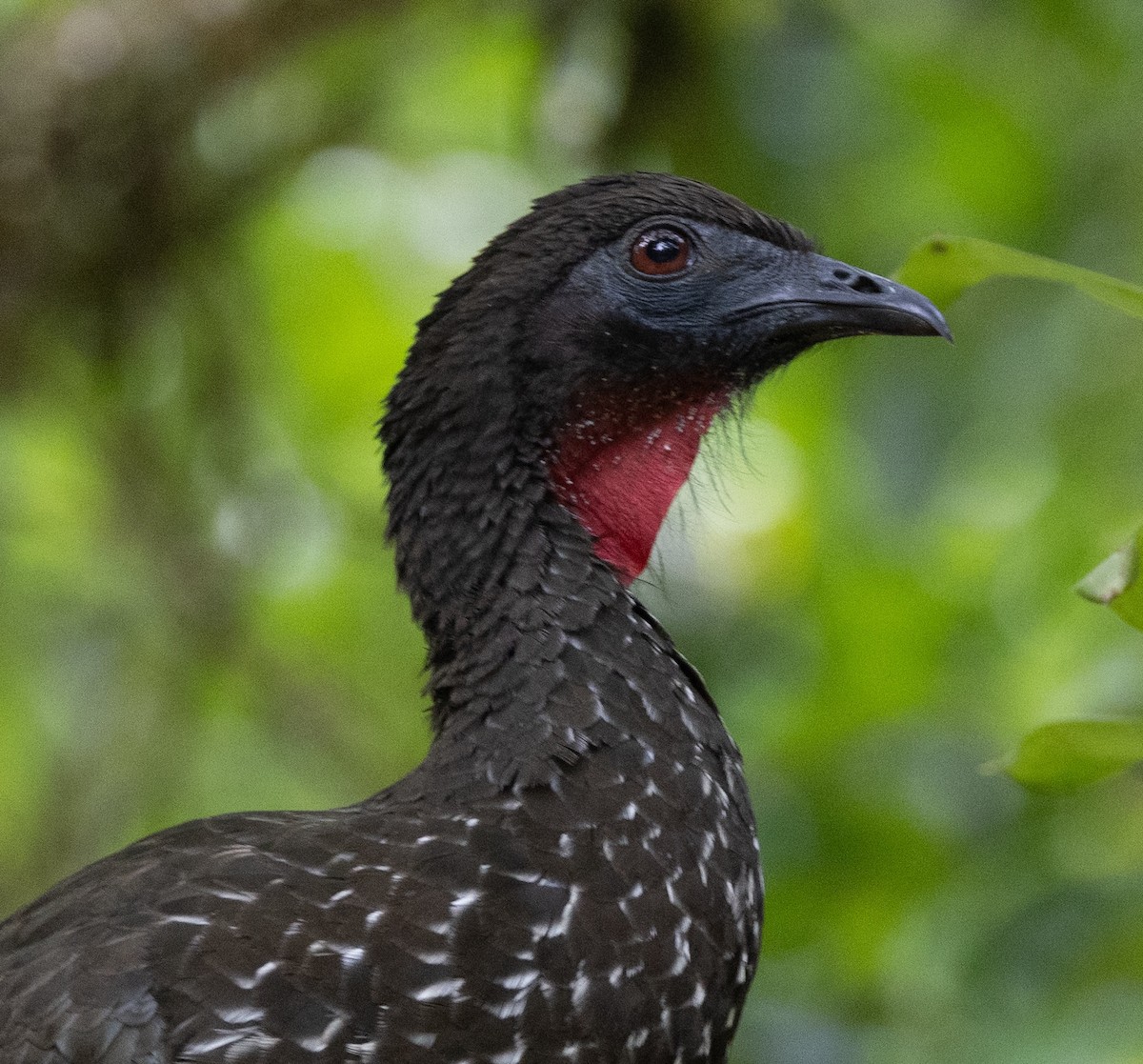 Crested Guan - ML620135883