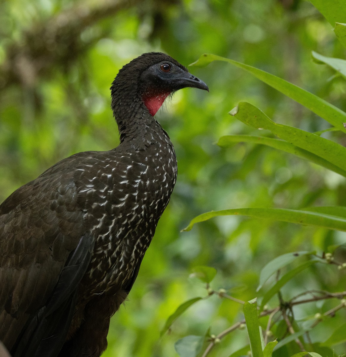 Crested Guan - ML620135884
