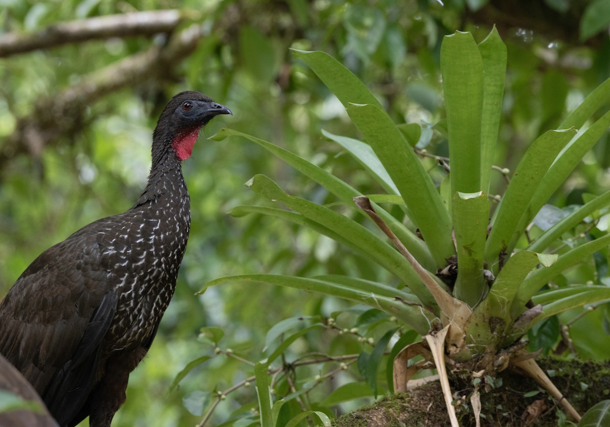 Crested Guan - ML620135885